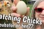 Hatching Chicken Eggs: Incubator Vs. Hen. Who Will Win??